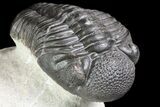 Four Large Pedinopariops Trilobites - Killer Piece! #76395-3